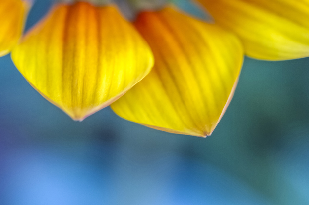 Yellow Peep. Warmth and delight to greet every day. From the body of work - ‘Botanical Artistry’ by Australian photographer Ann Parrott; Limited Edition of 21. 