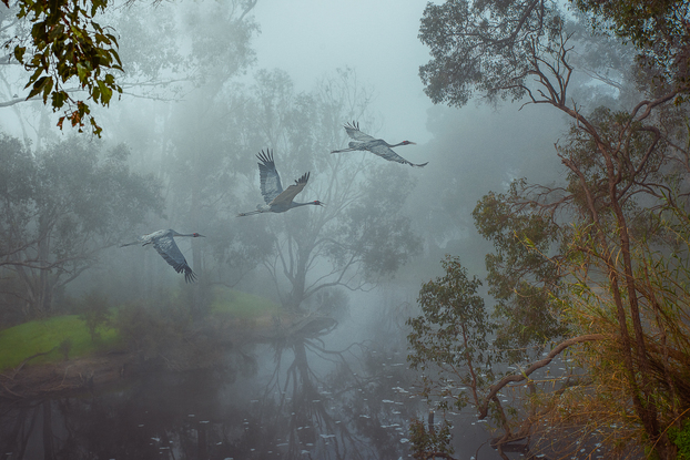 moody landscape birds.