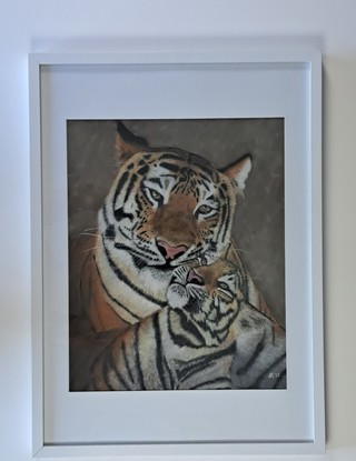 Two Tigers relaxing. Mum with her cub sitting in front looking up to her.