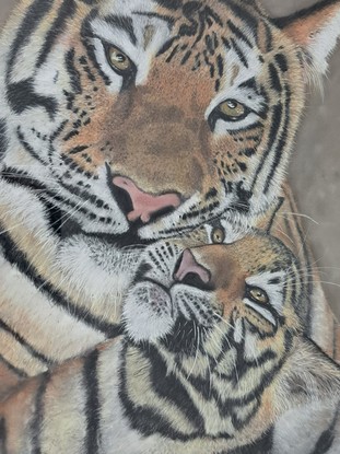 Two Tigers relaxing. Mum with her cub sitting in front looking up to her.