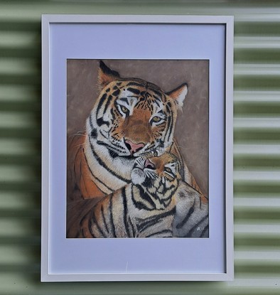 Two Tigers relaxing. Mum with her cub sitting in front looking up to her.