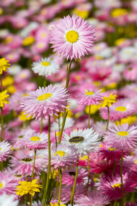 Pink white and yellow everlasting paper daisies, Australian natives in a field.