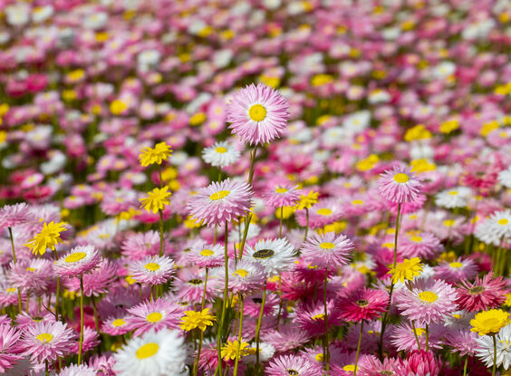 Pink white and yellow everlasting paper daisies, Australian natives in a field.