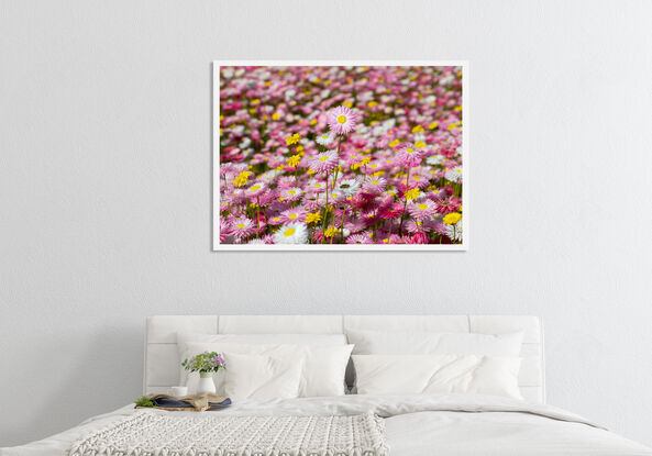 Pink white and yellow everlasting paper daisies, Australian natives in a field.