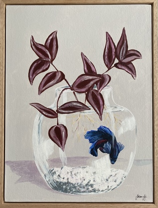 Blue fish swimming in a glass fish tank with maroon leaves growing. 