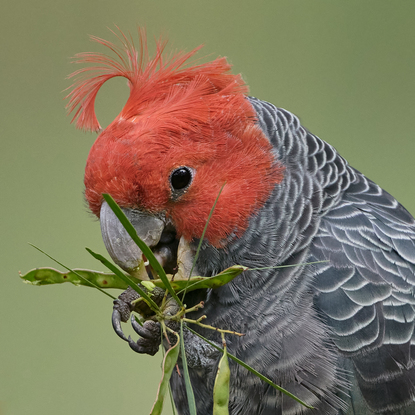 Gang-gang cockatoo eating