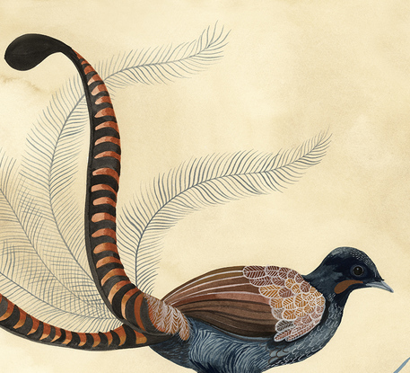 Lyrebird and ferns