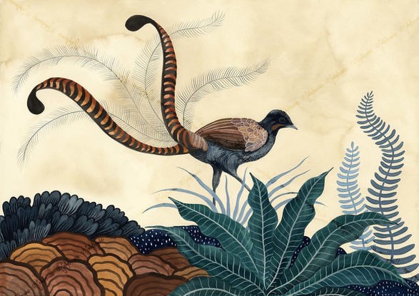 Lyrebird and ferns