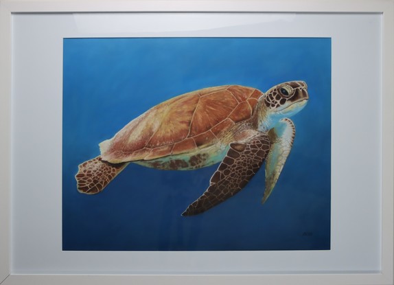 Hawksbill sea turtle swimming in the blue ocean