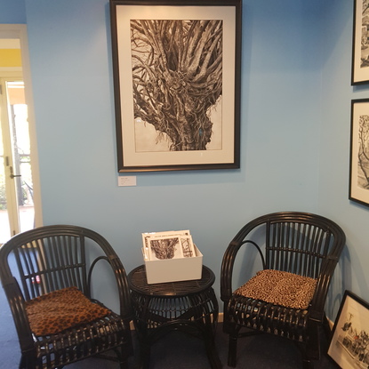 Detailed charcoal drawing in black and white of a Moreton Bay Fig tree. Close up of twisted branches, limbs and tendrils. Organic shapes, curved and winding. White background. greys, black and white.