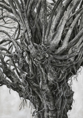 Detailed charcoal drawing in black and white of a Moreton Bay Fig tree. Close up of twisted branches, limbs and tendrils. Organic shapes, curved and winding. White background. greys, black and white.