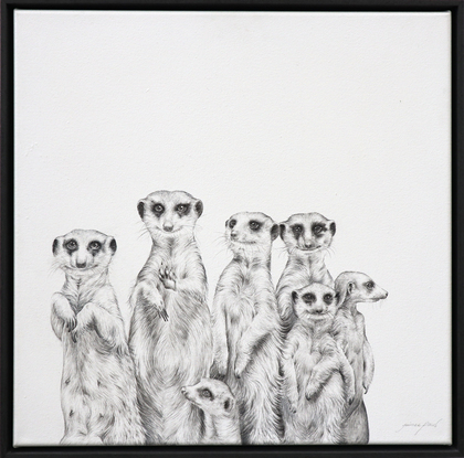 A family of Seven Meerkats looking out and into your soul.  One has his paw up like he is wanting to touch you. 