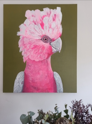 Australian galah on olive green background.