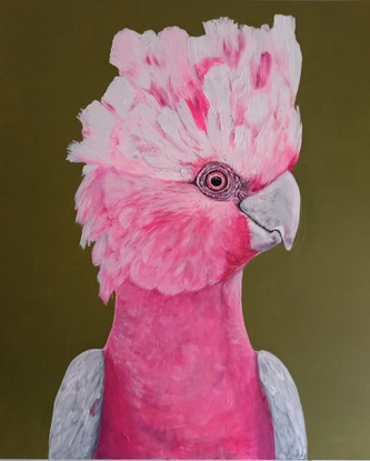 Australian galah on olive green background.