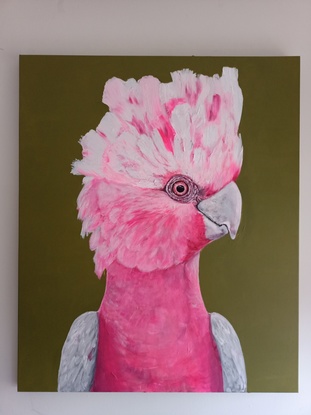 Australian galah on olive green background.