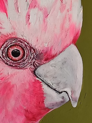 Australian galah on olive green background.