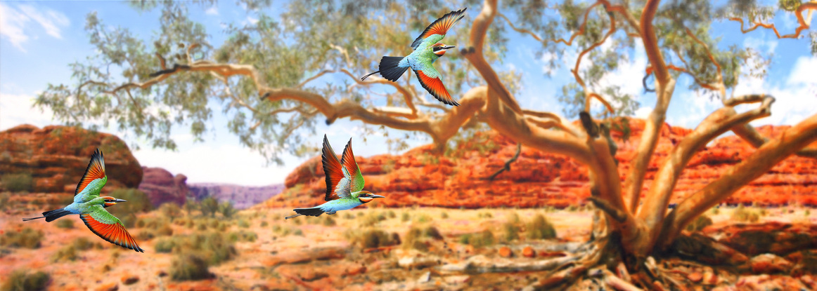 Three Rainbow Bee Eaters  in sharp detail flying the branches of a Ghost Gum. The entire background tree and landscape has been painted out of focus to create a modern composition just as our eyes would see it.