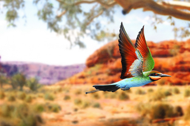 Three Rainbow Bee Eaters  in sharp detail flying the branches of a Ghost Gum. The entire background tree and landscape has been painted out of focus to create a modern composition just as our eyes would see it.