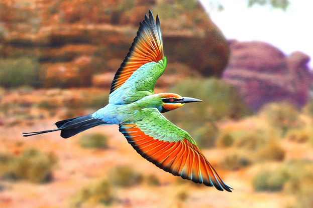 Three Rainbow Bee Eaters  in sharp detail flying the branches of a Ghost Gum. The entire background tree and landscape has been painted out of focus to create a modern composition just as our eyes would see it.