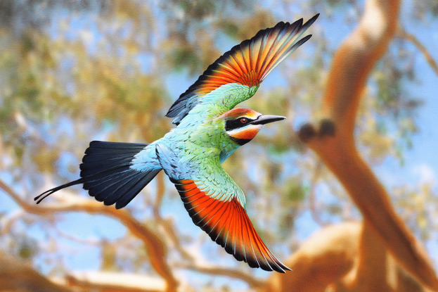 Three Rainbow Bee Eaters  in sharp detail flying the branches of a Ghost Gum. The entire background tree and landscape has been painted out of focus to create a modern composition just as our eyes would see it.