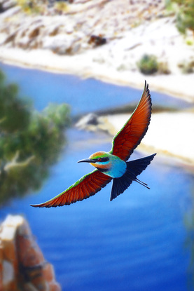 Ormiston Gorges  valley floor is painted slightly out of focus giving a contemporary look against the sharp detail of the flying Bee Eaters. Dramatic red and orange cliff face with a pool of cool water in the valley floor looking out to the blue and purple distant cliff faces,