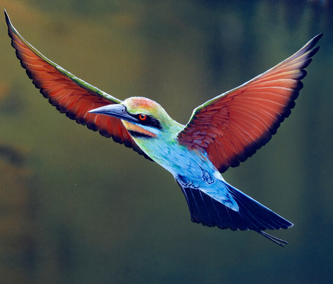 Ormiston Gorges  valley floor is painted slightly out of focus giving a contemporary look against the sharp detail of the flying Bee Eaters. Dramatic red and orange cliff face with a pool of cool water in the valley floor looking out to the blue and purple distant cliff faces,