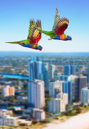 Three Rainbow Lorikeets  in sharp detail flying high over Main Beach on the Gold Coast. The entire landscape has been painted out of focus to create a modern composition just as our eyes would see it.