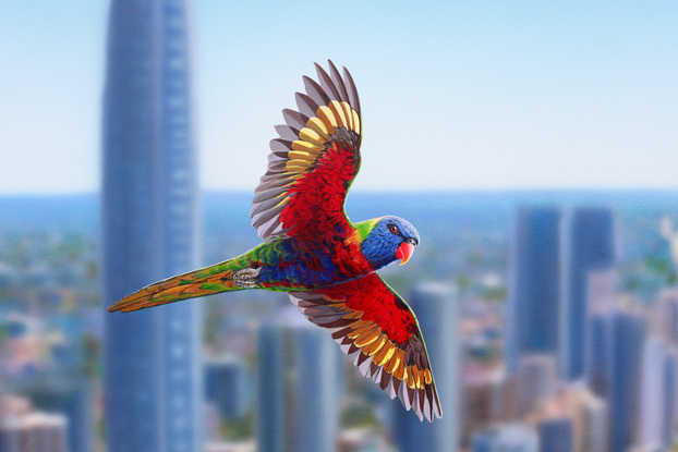 Three Rainbow Lorikeets  in sharp detail flying high over Main Beach on the Gold Coast. The entire landscape has been painted out of focus to create a modern composition just as our eyes would see it.