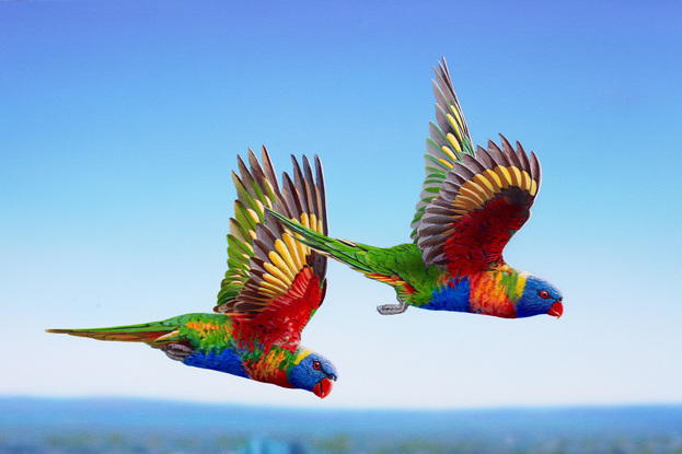 Three Rainbow Lorikeets  in sharp detail flying high over Main Beach on the Gold Coast. The entire landscape has been painted out of focus to create a modern composition just as our eyes would see it.