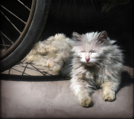 Cat under a cart in summer