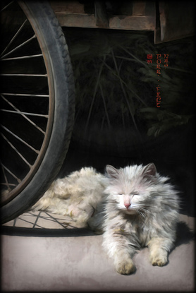 Cat under a cart in summer