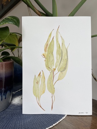 Green and beige eucalypt leaf on blank background