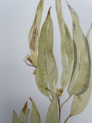 Green and beige eucalypt leaf on blank background