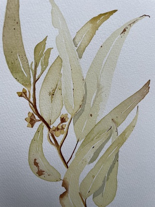 Green and beige eucalypt leaf on blank background