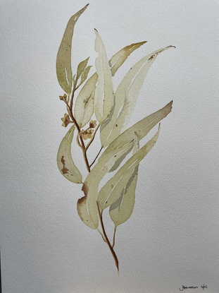 Green and beige eucalypt leaf on blank background