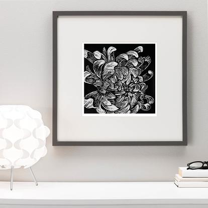 Chrysanthemum flower, linocut print by Matthew Broughton