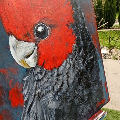 #Red comb #cockatoo #greyfeathers #portrait