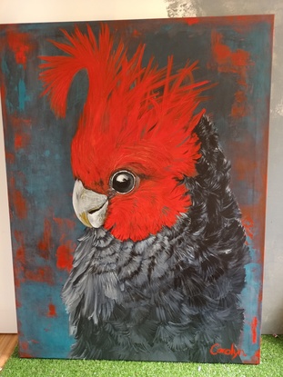 #Red comb #cockatoo #greyfeathers #portrait