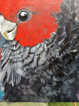 #Red comb #cockatoo #greyfeathers #portrait