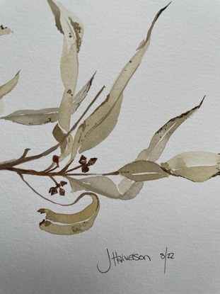 Beige and brown eucalypt branch on blank background