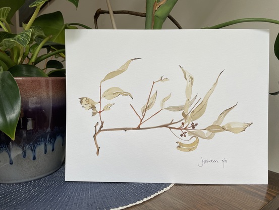 Beige and brown eucalypt branch on blank background