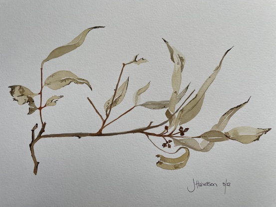 Beige and brown eucalypt branch on blank background