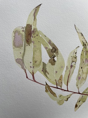 Olive and purple eucalypt branch