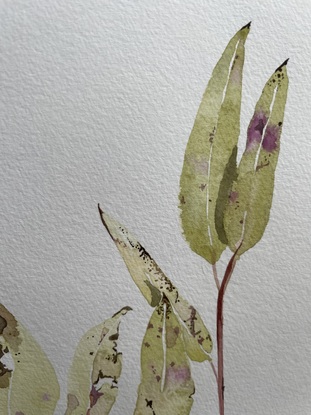 Olive and purple eucalypt branch