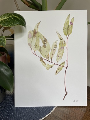 Olive and purple eucalypt branch