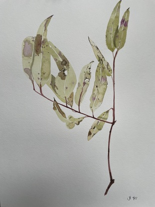 Olive and purple eucalypt branch