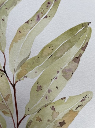 Olive and purple Eucalypt branch