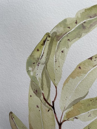 Olive and purple Eucalypt branch