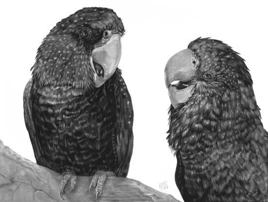 Two black cockatoos talking