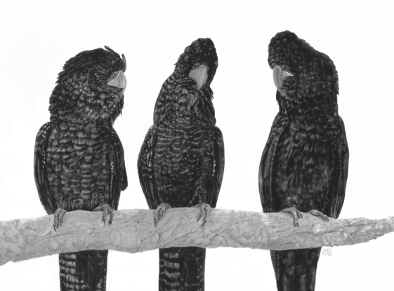 Three black cockatoos sitting on a branch talking. 